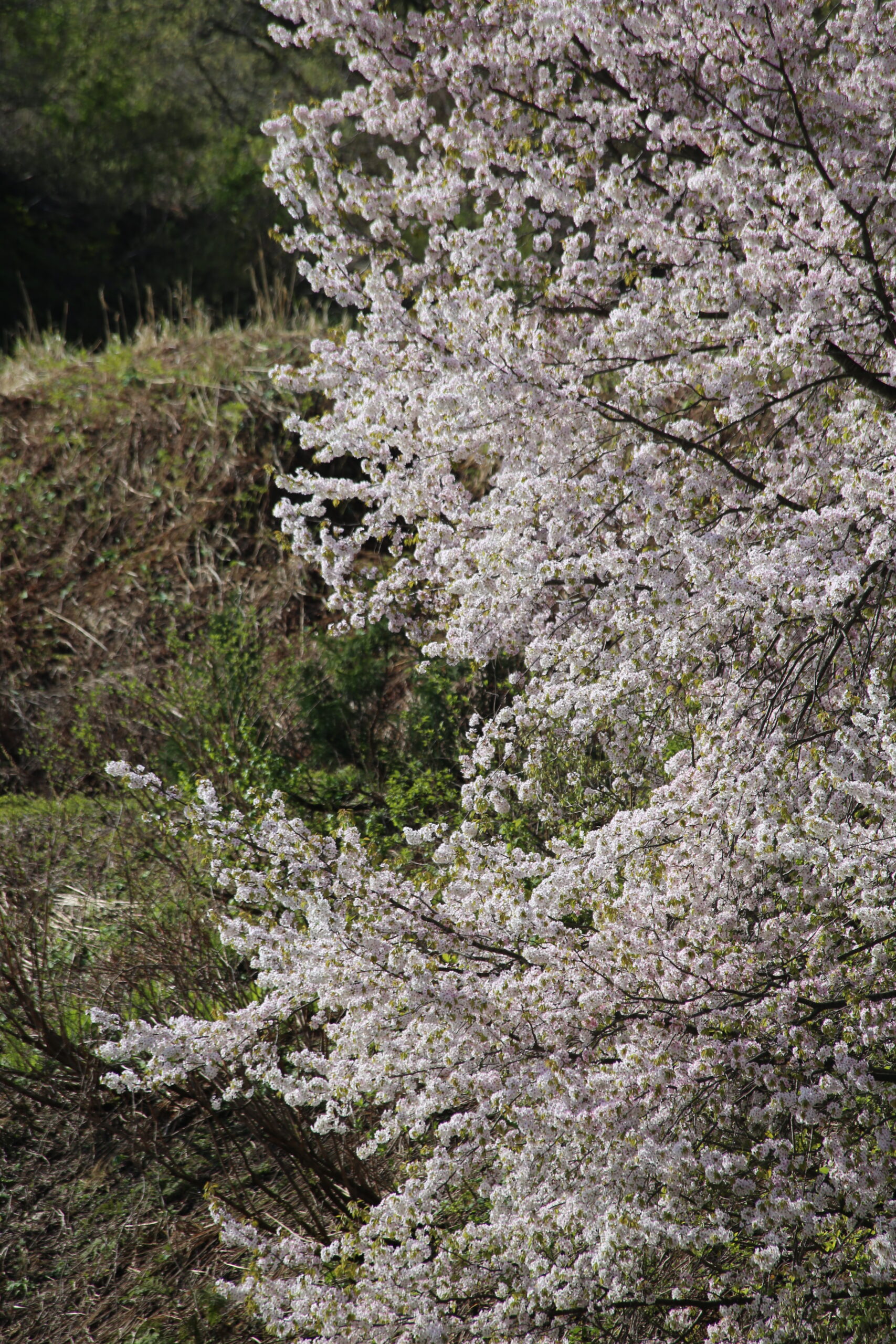 十日町の山桜２